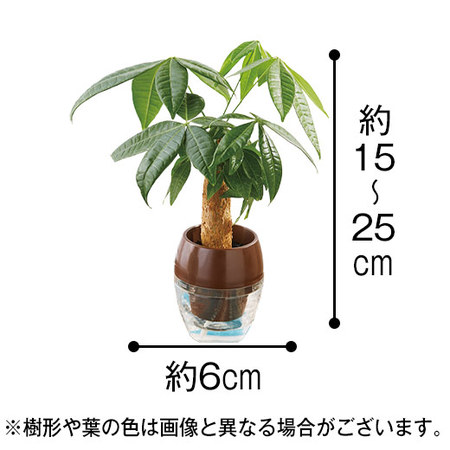 元気に長持ち！みずてまりん　父の日お届け