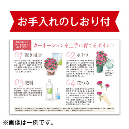 元気に長持ち！みずてまりん　父の日お届け