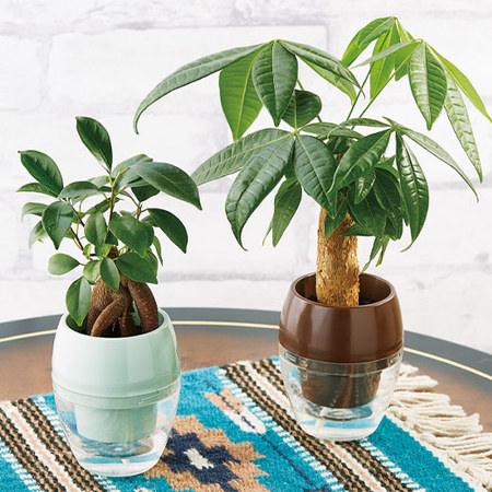 元気に長持ち！みずてまりん　父の日お届け