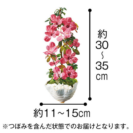 サツキ盆栽　母の日お届け