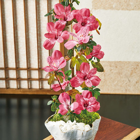 サツキ盆栽　母の日お届け