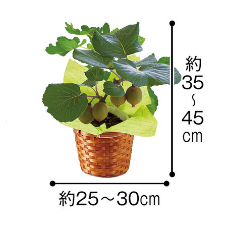 ≪早割★５５０円お得！≫育てて食べられるゴールデンキウイ父の日お届け