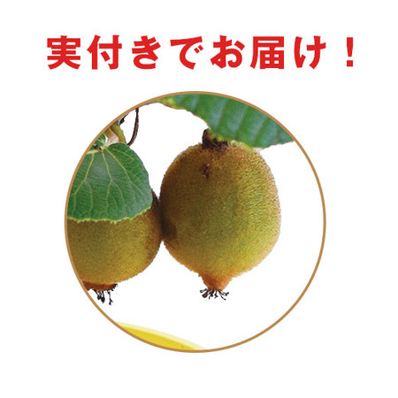 ≪早割★５５０円お得！≫育てて食べられるゴールデンキウイ父の日お届け