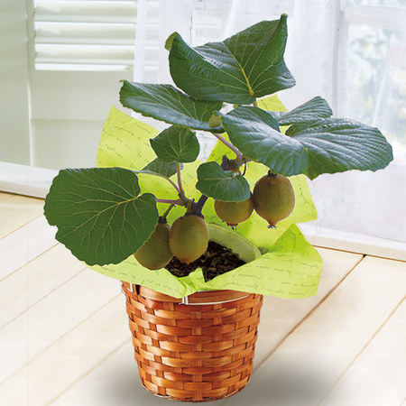 ≪早割★５５０円お得！≫育てて食べられるゴールデンキウイ父の日お届け