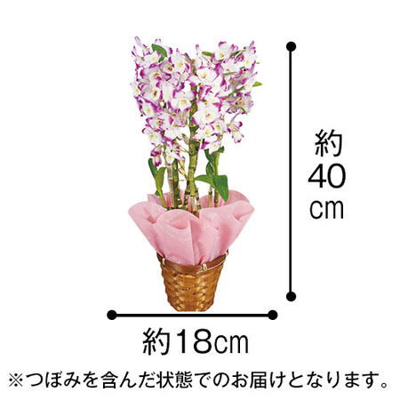 デンドロビウム ピンク系 母の日お届け 食品通販のベルーナグルメ 公式