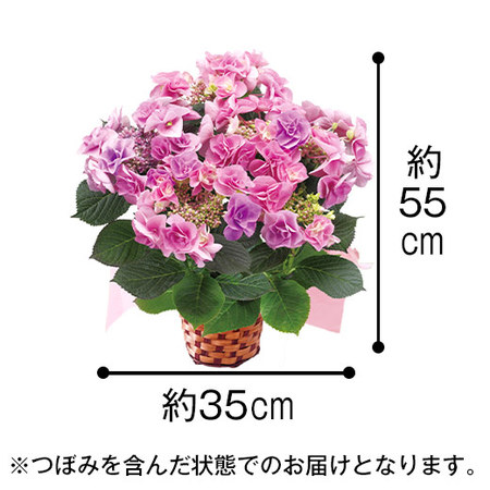 ≪早割★１，５４０円お得！≫あじさい　フェアリーアイと文明堂カステラセット母の日お届け