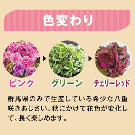 ≪早割★１，５４０円お得！≫あじさい　フェアリーアイと文明堂カステラセット母の日お届け