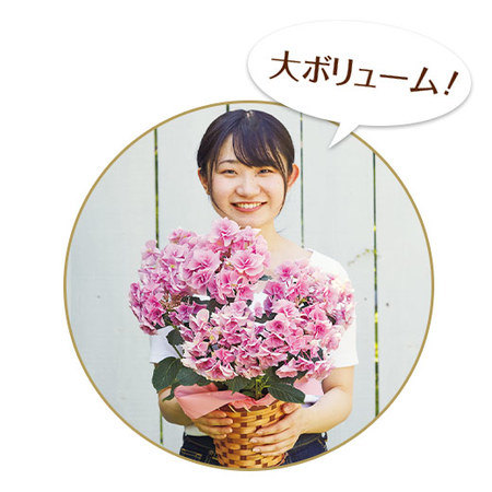 ≪早割★１，５４０円お得！≫あじさい　フェアリーアイと文明堂カステラセット母の日お届け