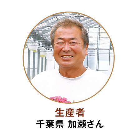 カーネーションゆきかなでと文明堂どらやきセット　母の日お届け