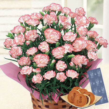 カーネーションゆきかなでと文明堂どらやきセット　母の日お届け