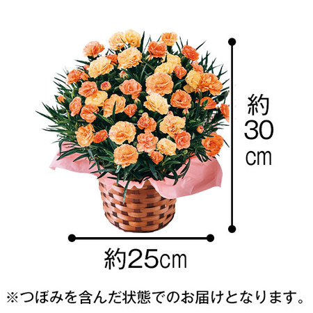 カーネーションフロランタンと文明堂どらやきセット　母の日お届け