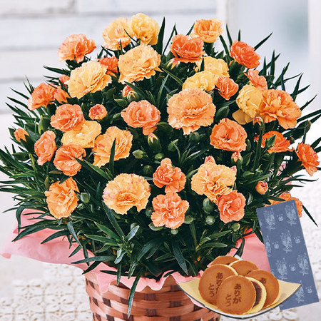 カーネーションフロランタンと文明堂どらやきセット　母の日お届け