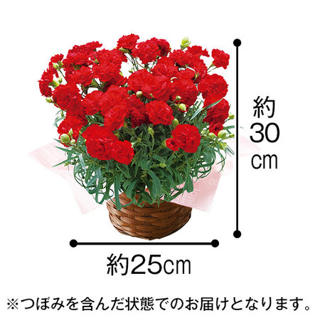 カーネーションカンタービレと文明堂どらやきセット　母の日お届け