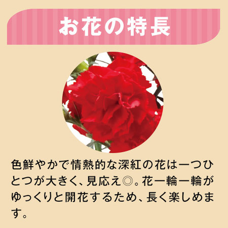 カーネーションカンタービレと文明堂どらやきセット　母の日お届け