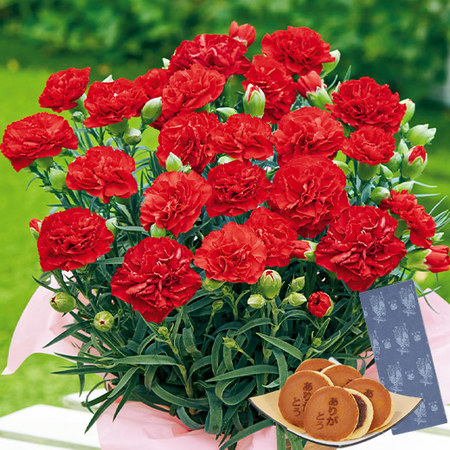 カーネーションカンタービレと文明堂どらやきセット　母の日お届け