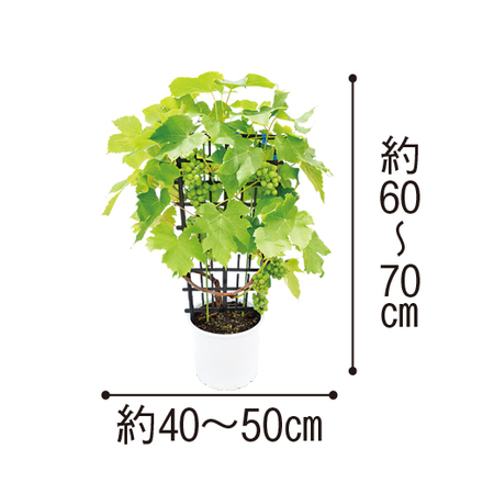 ぶどう　デラウェア　フェンス仕立て　６月下旬より順次お届け