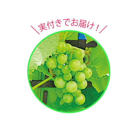 ぶどう　デラウェア　フェンス仕立て　６月下旬より順次お届け