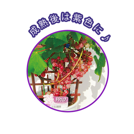 ぶどう　デラウェア　フェンス仕立て　６月下旬より順次お届け