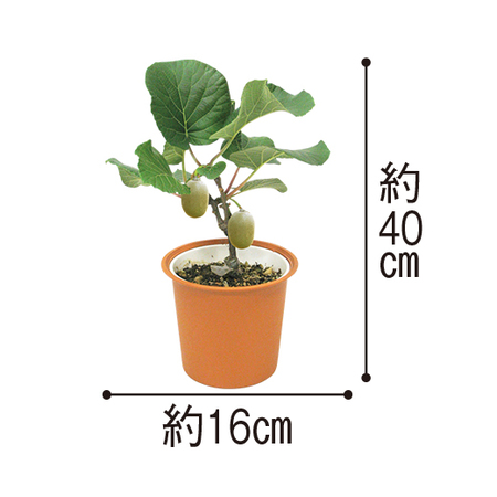 実付きキウイ　ゴールド　６月中旬より順次お届け