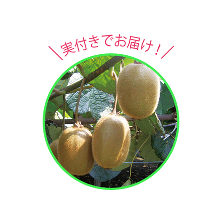 実付きキウイ　ゴールド　６月中旬より順次お届け