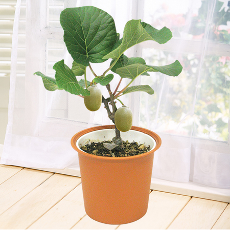 実付きキウイ　ゴールド　６月中旬より順次お届け