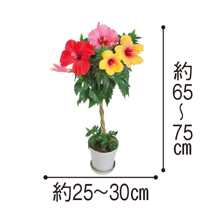 ３色ミックスハイビスカス　トピアリー仕立て　７月上旬より順次お届け