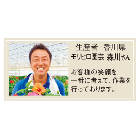 ３色ミックスハイビスカス　トピアリー仕立て　７月上旬より順次お届け