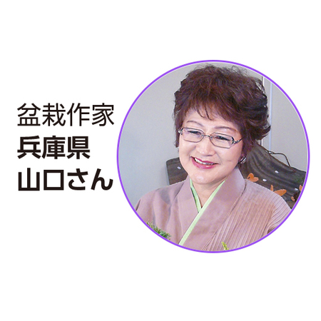 サッコウフジ盆栽　６月中旬より順次お届け