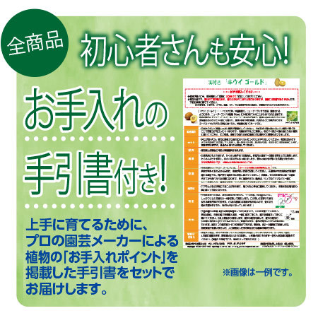 サッコウフジ盆栽　６月中旬より順次お届け