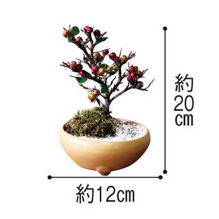 紅シタン盆栽　６月中旬より順次お届け