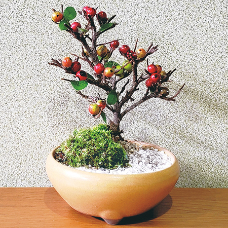 紅シタン盆栽　６月中旬より順次お届け