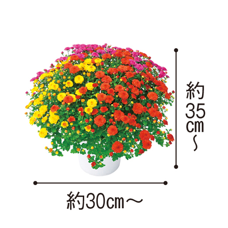 ≪送料無料≫ガーデンマム　ジジシリーズ３色ミックス　１０月上旬より順次お届け