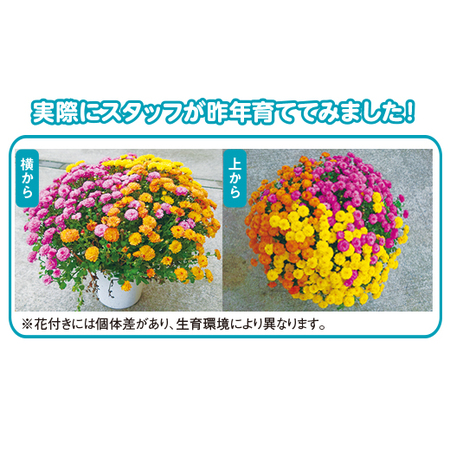 ≪送料無料≫ガーデンマム　ジジシリーズ３色ミックス　１０月上旬より順次お届け