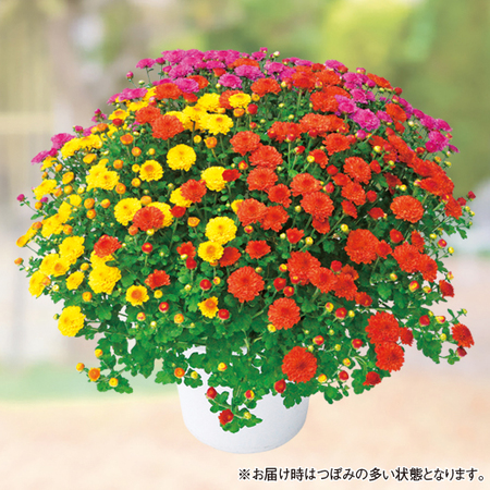 ≪早割！送料無料★１，１００円引き≫ガーデンマム　ジジシリーズ３色ミックス　１０月上旬より順次お届け