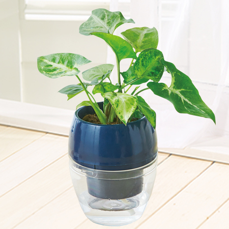 ≪早割！送料無料☆330円引き≫みずてまりん「シンゴニウム」10月