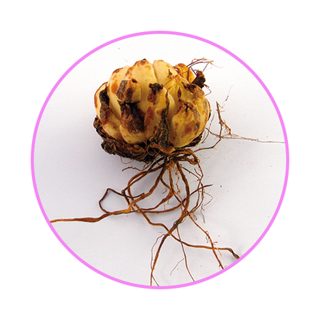 ≪早割！送料無料★５５０円引き≫カサブランカ　３種コレクション　１０月下旬より順次お届け