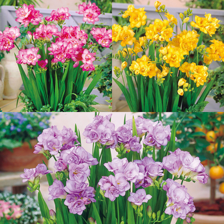 早割 送料無料 ５５０円引き 八重咲きフリージア ３種コレクション １０月下旬より順次お届け 食品通販のベルーナグルメ 公式