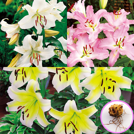 ≪早割！送料無料★２，７１４円引き≫育てて楽しむ！秋植え植物９種セット　１０月下旬より順次お届け