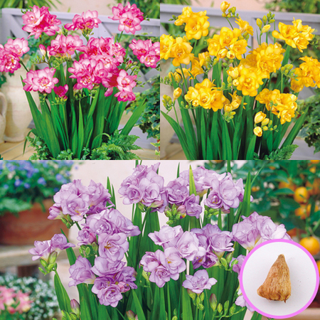 ≪早割！送料無料★２，７１４円引き≫育てて楽しむ！秋植え植物９種セット　１０月下旬より順次お届け