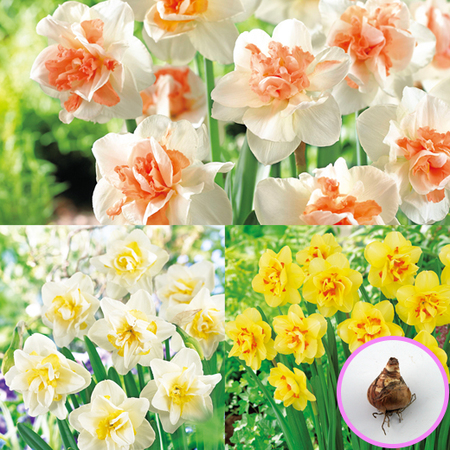 ≪早割！送料無料★２，７１４円引き≫育てて楽しむ！秋植え植物９種セット　１０月下旬より順次お届け