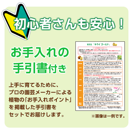 ≪早割！送料無料★２，７１４円引き≫育てて楽しむ！秋植え植物９種セット　１０月下旬より順次お届け