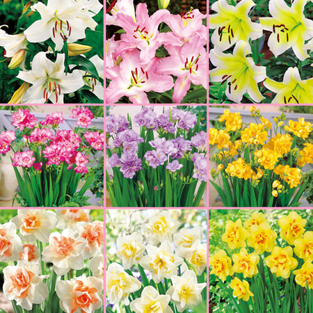 ≪早割！送料無料★２，７１４円引き≫育てて楽しむ！秋植え植物９種セット　１０月下旬より順次お届け