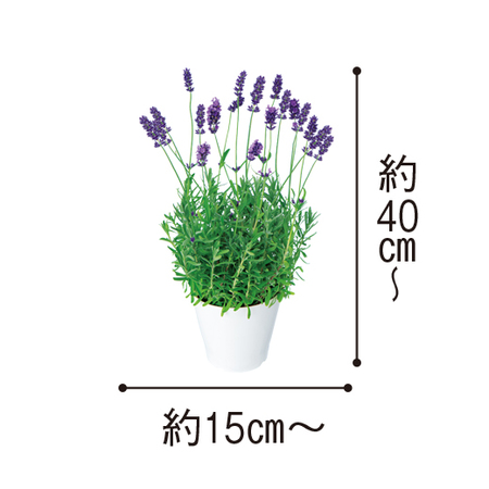 送料無料 加瀬さんのラベンダー アロマティコ １１月中旬より順次お届け 食品通販のベルーナグルメ 公式