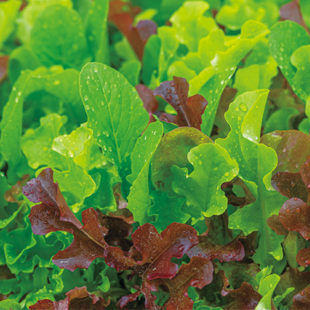 早割 送料無料 ５５０円引き ベビーリーフ レタスミックス １０月下旬より順次お届け 食品通販のベルーナグルメ 公式