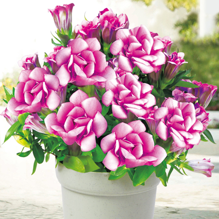 ≪早割！送料無料★５５０円引き≫りんどう「アシロブーケ」ロゼ　１０月上旬より順次お届け