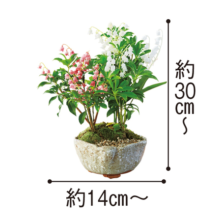 ≪送料無料≫和の心盆栽「紅白アセビ」10月中旬より順次お届け