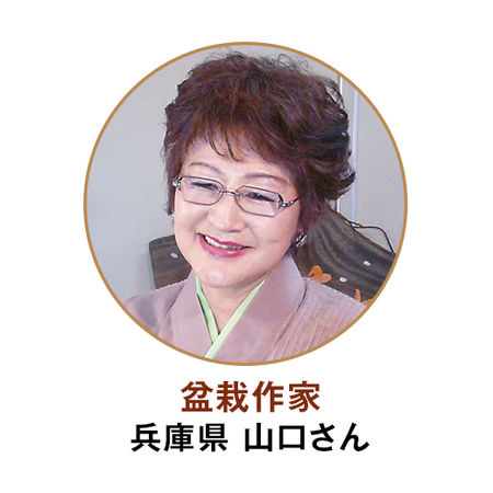 ≪送料無料≫和の心盆栽「紅白アセビ」１０月中旬より順次お届け