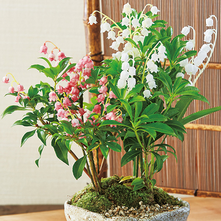 ≪早割！送料無料☆1，100円引き≫和の心盆栽「紅白アセビ」10月