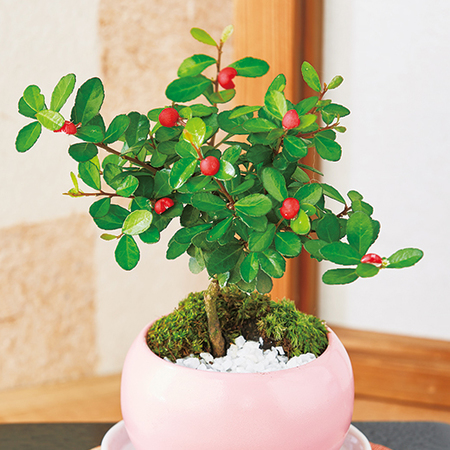 美しい盆栽 赤い実ハリツルマサキ 美しい盆栽 赤い実ハリツルマサキ 美しい盆栽 赤い実ハリツルマサキ