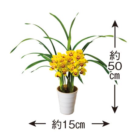 早）テーブルシンビジューム